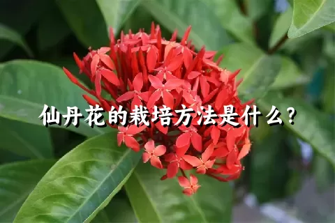 仙丹花的栽培方法是什么？