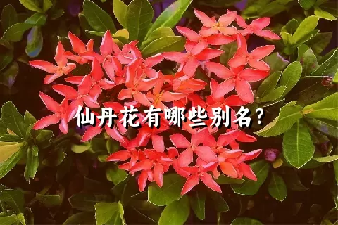 仙丹花有哪些别名？