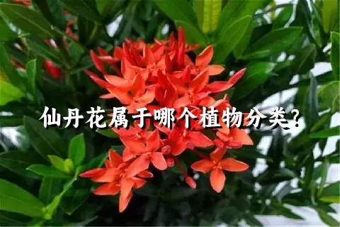 仙丹花属于哪个植物分类？