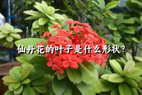 仙丹花的叶子是什么形状？