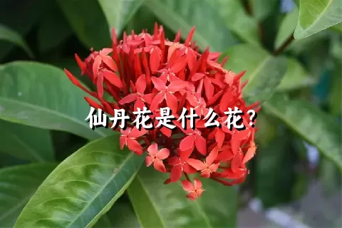 仙丹花是什么花？