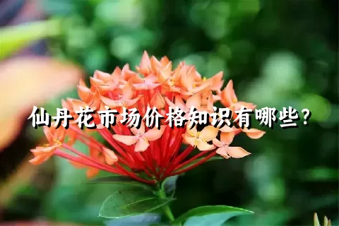 仙丹花市场价格知识有哪些？