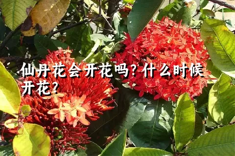 仙丹花会开花吗？什么时候开花？