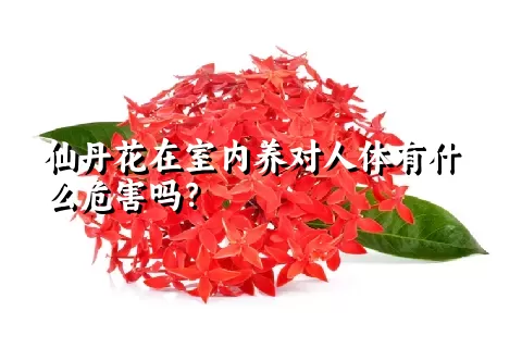 仙丹花在室内养对人体有什么危害吗？