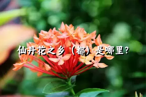 仙丹花之乡（都）是哪里？