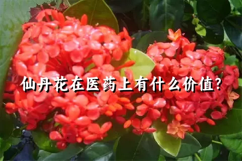 仙丹花在医药上有什么价值？