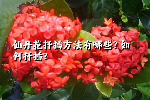 仙丹花扦插方法有哪些？如何扦插？