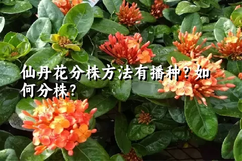 仙丹花分株方法有播种？如何分株？