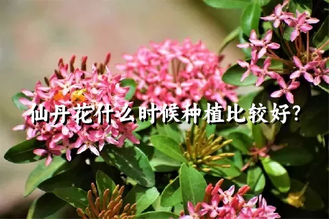 仙丹花什么时候种植比较好？