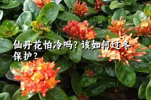 仙丹花怕冷吗？该如何过冬保护？