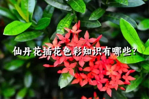 仙丹花插花色彩知识有哪些？