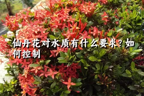 仙丹花对水质有什么要求？如何控制