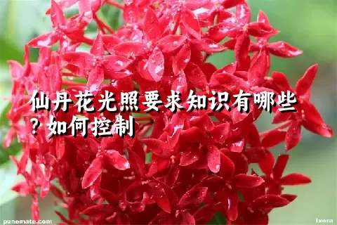 仙丹花光照要求知识有哪些？如何控制