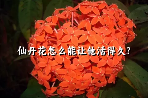 仙丹花怎么能让他活得久？