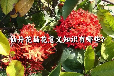 仙丹花插花意义知识有哪些？