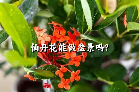 仙丹花能做盆景吗？