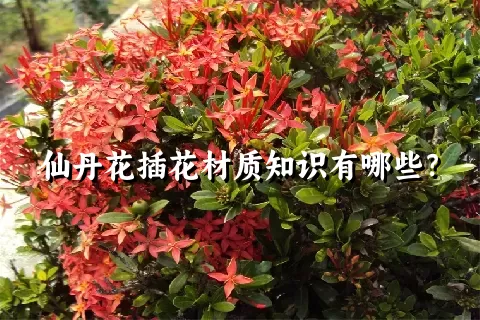 仙丹花插花材质知识有哪些？