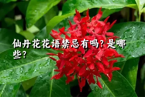 仙丹花花语禁忌有吗？是哪些？