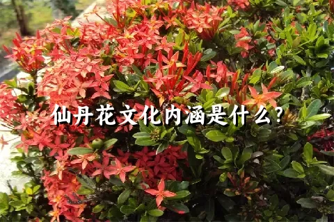 仙丹花文化内涵是什么？