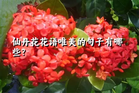 仙丹花花语唯美的句子有哪些？