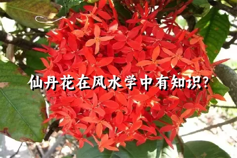 仙丹花在风水学中有知识？