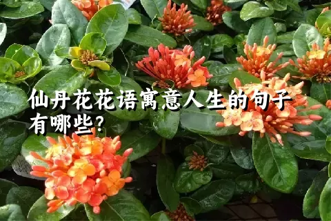 仙丹花花语寓意人生的句子有哪些？