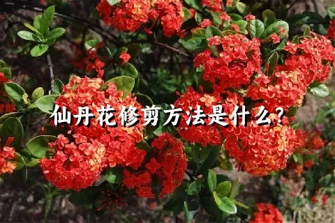 仙丹花修剪方法是什么？