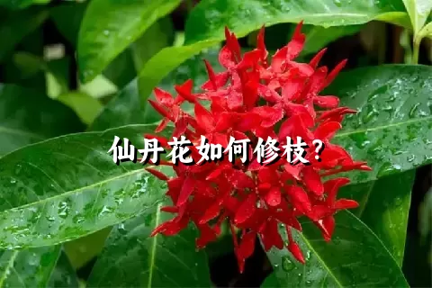 仙丹花如何修枝？