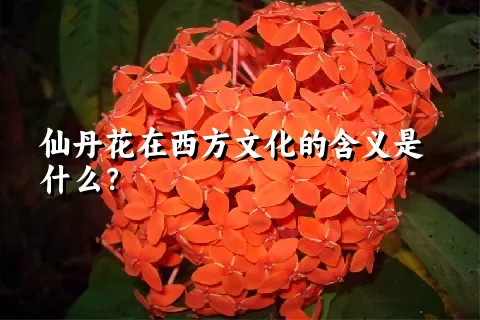 仙丹花在西方文化的含义是什么？