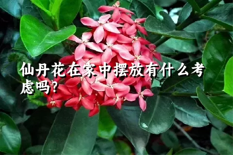 仙丹花在家中摆放有什么考虑吗？