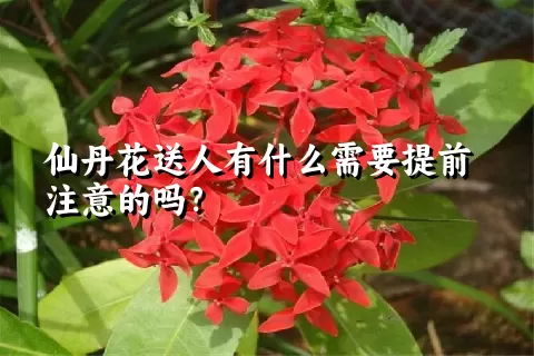 仙丹花送人有什么需要提前注意的吗？