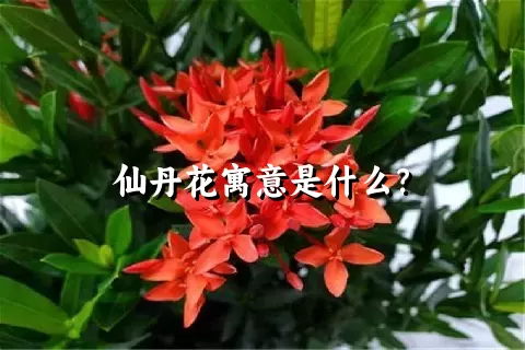 仙丹花寓意是什么？