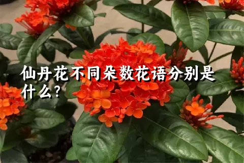 仙丹花不同朵数花语分别是什么？