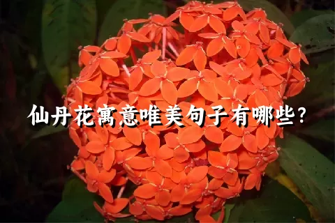 仙丹花寓意唯美句子有哪些？