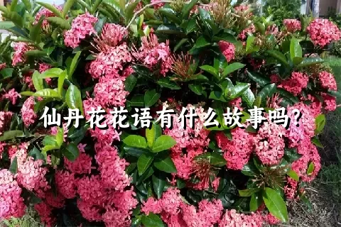 仙丹花花语有什么故事吗？