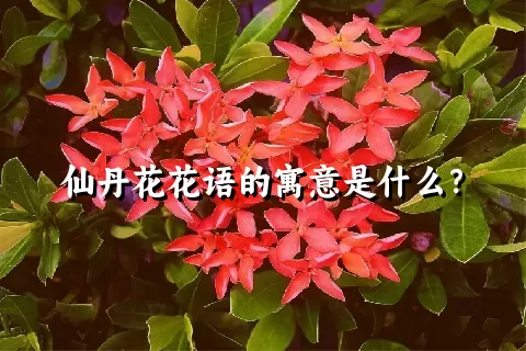 仙丹花花语的寓意是什么？