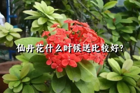 仙丹花什么时候送比较好？