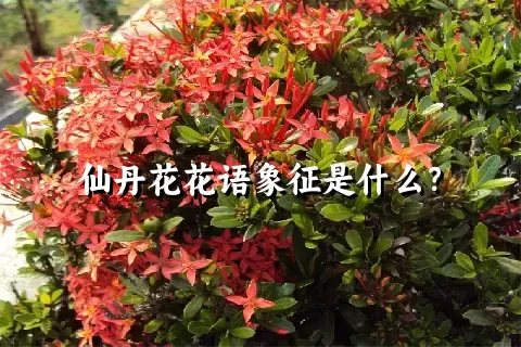 仙丹花花语象征是什么？