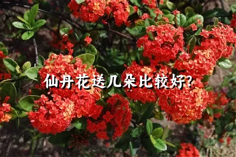 仙丹花送几朵比较好？