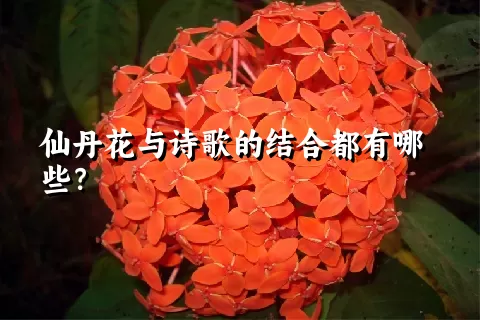 仙丹花与诗歌的结合都有哪些？