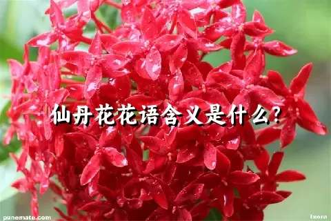 仙丹花花语含义是什么？