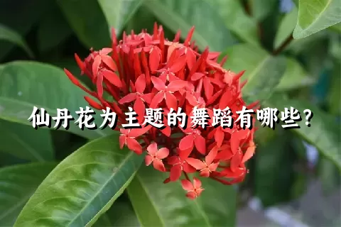 仙丹花为主题的舞蹈有哪些？