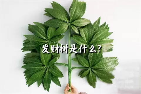 发财树是什么?