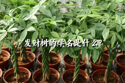 发财树的学名是什么?