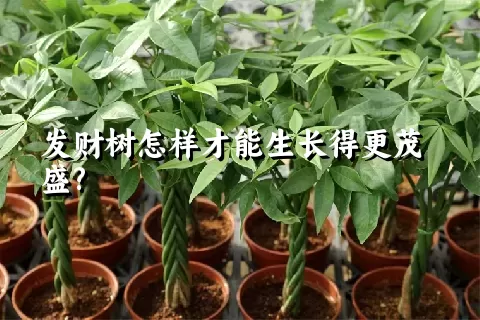 发财树怎样才能生长得更茂盛?