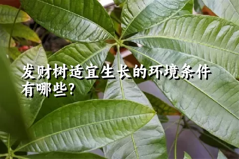 发财树适宜生长的环境条件有哪些?