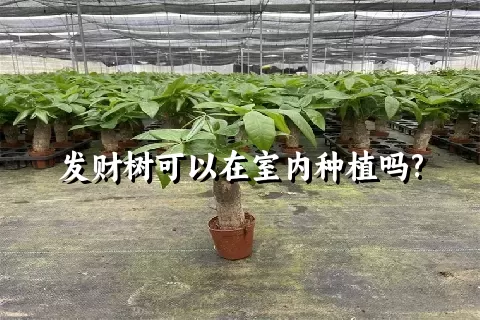 发财树可以在室内种植吗?