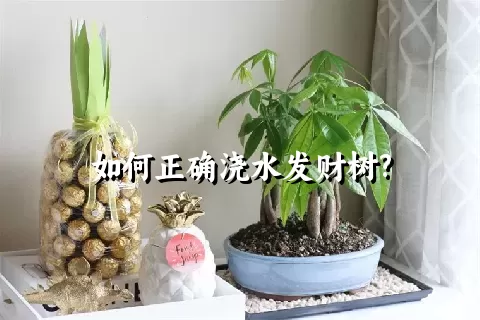 如何正确浇水发财树?