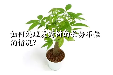 如何处理发财树的长势不佳的情况?