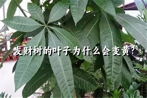 发财树的叶子为什么会变黄?